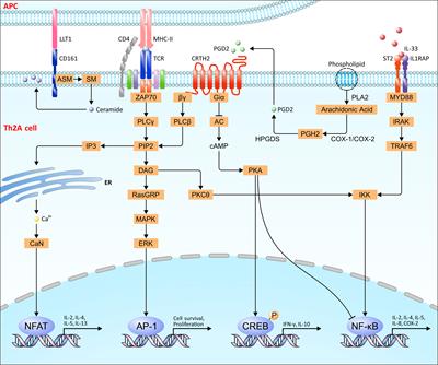 Th2A cells: The pathogenic players in allergic diseases